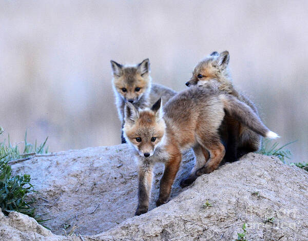 Mammal Poster featuring the photograph Red-tailed Fox Kits #8 by Dennis Hammer