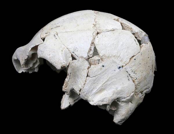 Cranium 12 Poster featuring the photograph Hominin Skull From Sima De Los Huesos #6 by Javier Trueba/msf