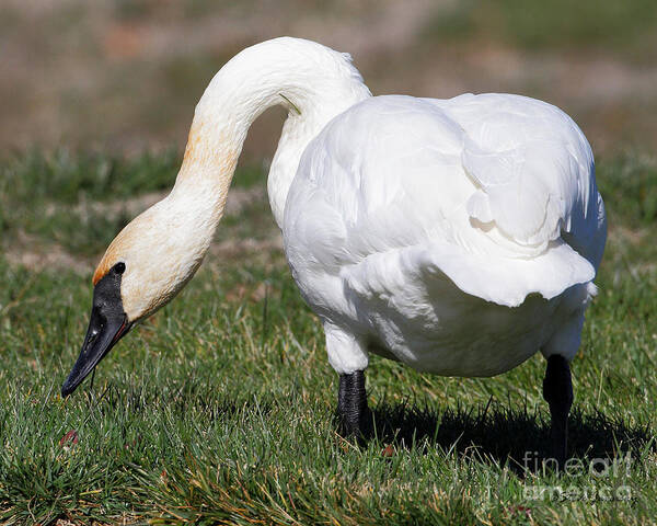 Swan Poster featuring the photograph Trumpeter Swan #6 by Steve Javorsky