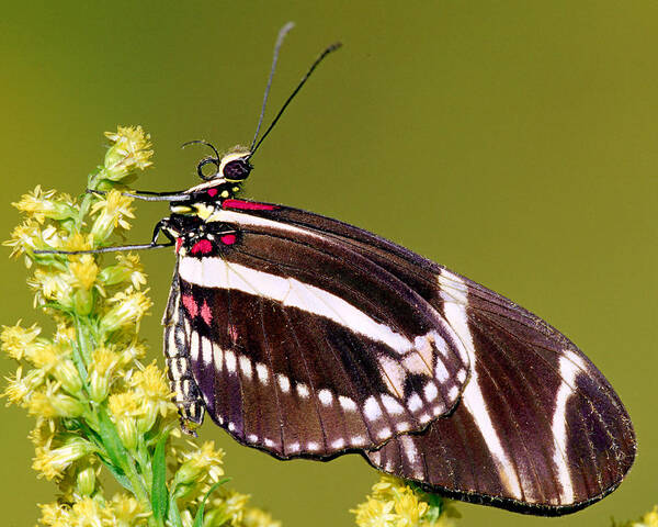 Animal Poster featuring the photograph Zebra Butterfly Heliconius Charitonius #7 by Millard H. Sharp