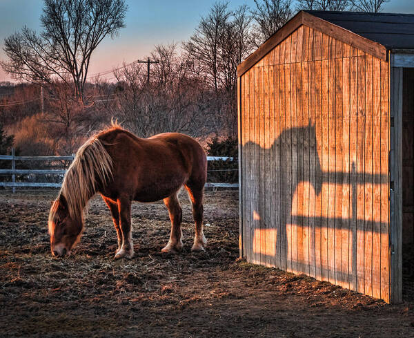 2014 Poster featuring the photograph 7056 Horse Shadow by Deidre Elzer-Lento