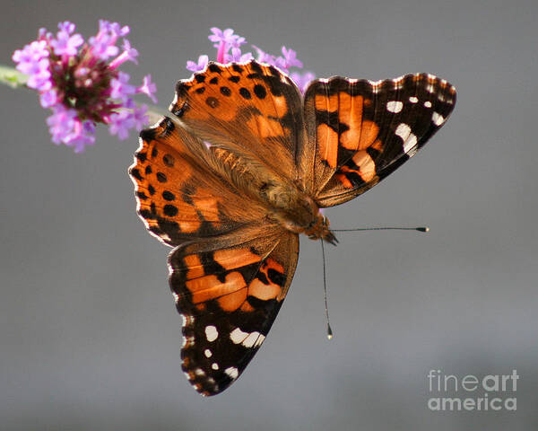 Painted Lady Butterfly Poster featuring the photograph American Painted Lady Butterfly #1 by Karen Adams