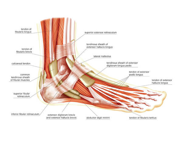 Muscles Of The Leg #6 by Asklepios Medical Atlas