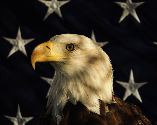 Eagle Poster featuring the photograph A Patriot by Raymond Salani III