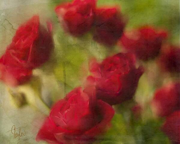 Roses Poster featuring the photograph A Shower of Roses by Colleen Taylor