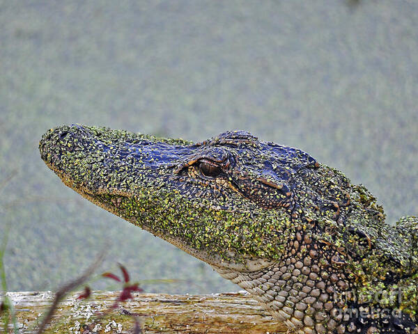 Alligator Poster featuring the photograph Algae Gator by Al Powell Photography USA