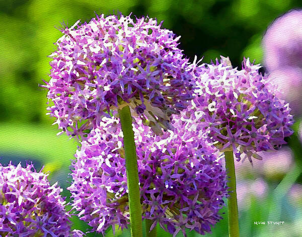 Floral Poster featuring the photograph Allium series - Bright Light by Moon Stumpp