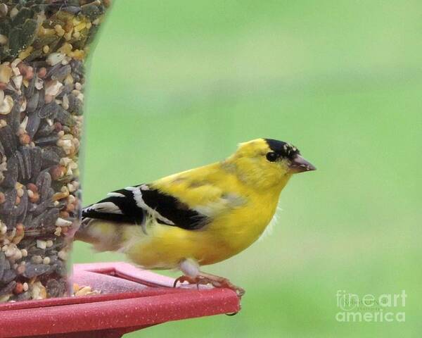 American Goldfinch Poster featuring the photograph American Goldfinch at the Feeder 01 by Robert ONeil