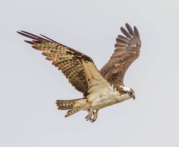 Wild-life Poster featuring the photograph An Osprey by Brian Williamson