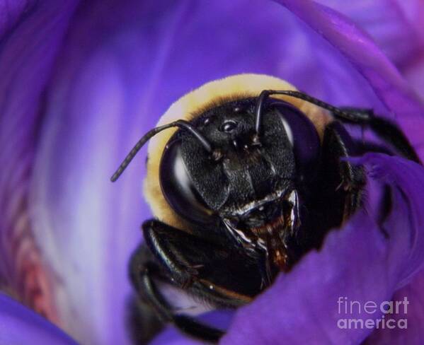 Nature Poster featuring the photograph Angry Bumble Bee by Chris Berry