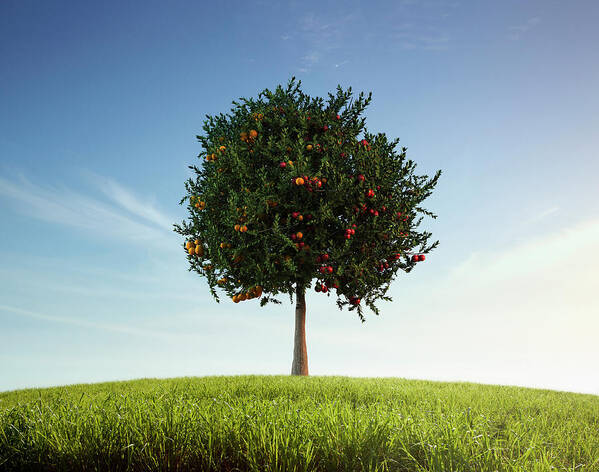 Tranquility Poster featuring the photograph Apples And Oranges Growing On Tree by Colin Anderson Productions Pty Ltd