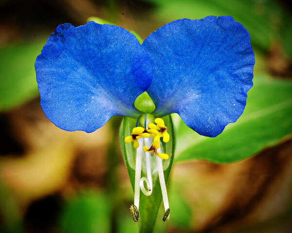 Arkansas Poster featuring the photograph Arkansas Asiatic Dayflower by Randy Forrester