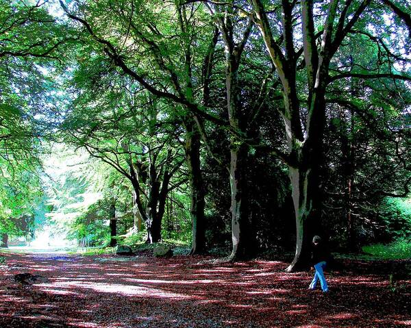 Walk Poster featuring the photograph At Peace with Nature by Norma Brock