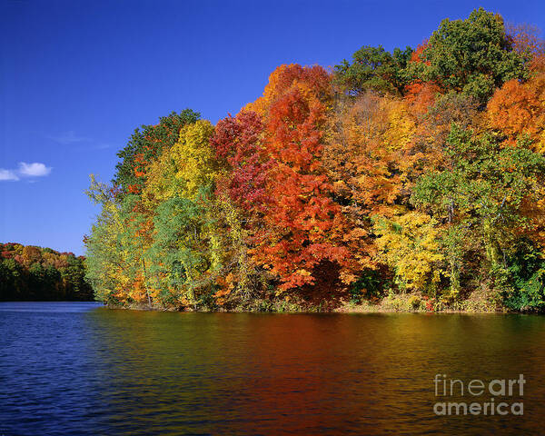 Fall Poster featuring the photograph Autumn Foliage by Rafael Macia