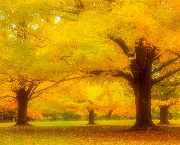Autumn Poster featuring the photograph Autumn Glow by Michael Hubley