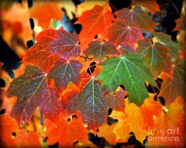 Autumn Leaf Progression Poster featuring the photograph Autumn Leaf Progression by Patrick Witz