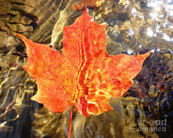 Leaf Poster featuring the photograph Autumn Reflections by Cristina Stefan