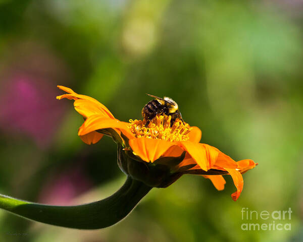 Balancing Bumblebee Poster featuring the photograph Balancing Bumblebee by Ms Judi