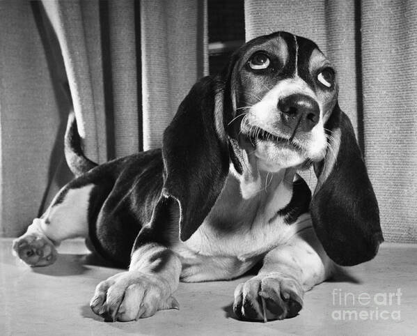 Animal Poster featuring the photograph Basset Hound Puppy by ME Browning