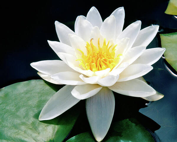 Water Lily Poster featuring the photograph Beautiful Water Lily Capture by Ed Riche