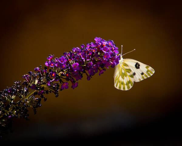 Beckers White Poster featuring the photograph Beckers on Butterfly Bush Sparks Nevada by Janis Knight