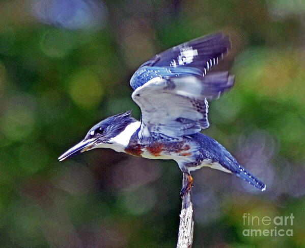 Kingfisher Poster featuring the photograph Belted Kingfisher by Rodney Campbell