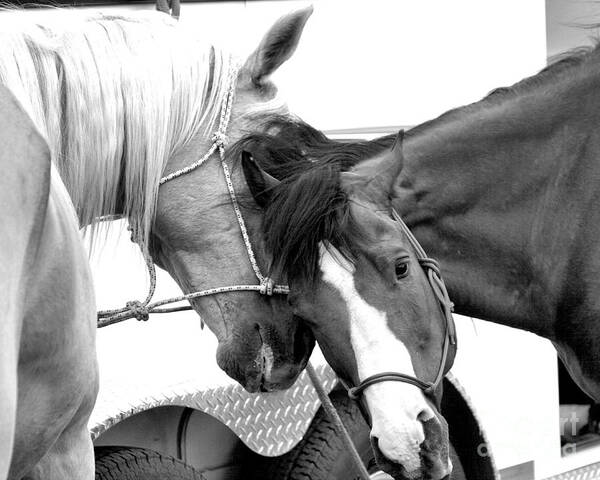 Horses Poster featuring the photograph Best Friends by Steven Reed