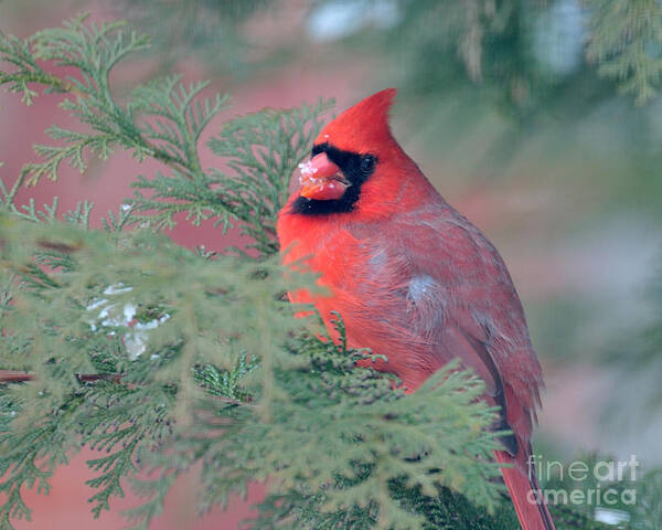 Cardinal Poster featuring the photograph Big Red by Craig Leaper