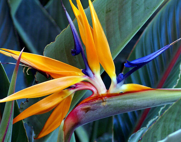 Flower Poster featuring the photograph Bird of Paradise by Chauncy Holmes