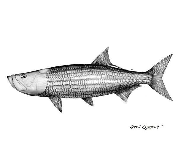 Tarpon Poster featuring the drawing Black and white tarpon by Steve Ozment