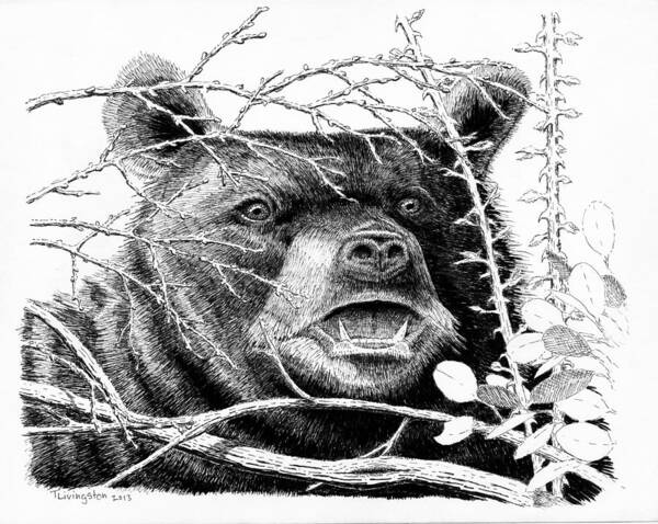 Bear Poster featuring the drawing Black Bear Boar by Timothy Livingston