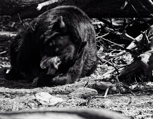 Black Bears Poster featuring the photograph Black Bear by Flees Photos
