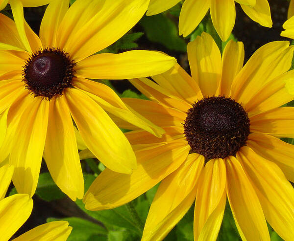 Black Eyed Susan Poster featuring the photograph Black-eyed Susans Close Up by Suzanne Gaff