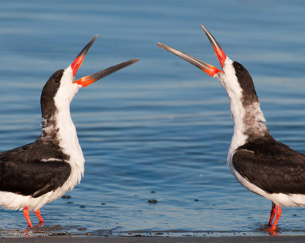 Birds Poster featuring the photograph Black Skimmers by Avian Resources