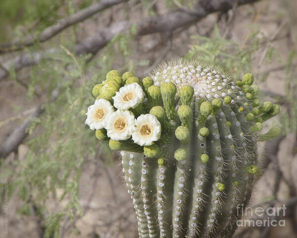 Saguaro Poster featuring the photograph Blooming Saguaro by Diane Enright