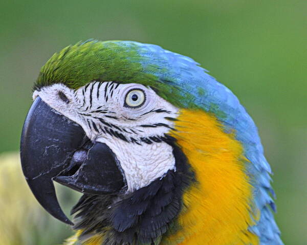 Birds Poster featuring the photograph Blue and Gold Macaw by AJ Schibig