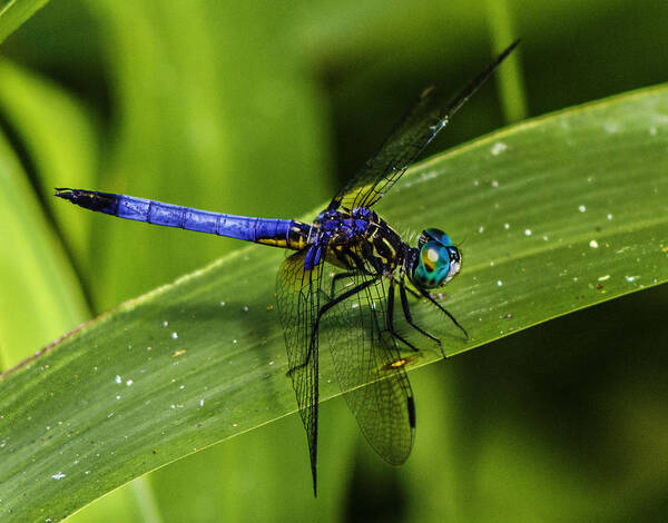 Pachydiplax Longipennis Poster featuring the photograph Blue Dasher by Christopher Perez