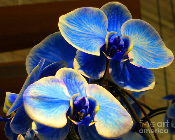 Orchids Poster featuring the photograph Blue Diamond Orchids by Patricia Januszkiewicz
