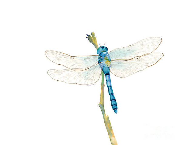 Dragonflies Poster featuring the painting Blue Dragonfly by Amy Kirkpatrick