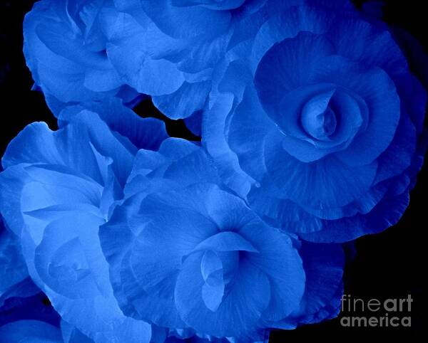 Begonia Flowers Poster featuring the photograph Blue Glow Begonias by Joan-Violet Stretch