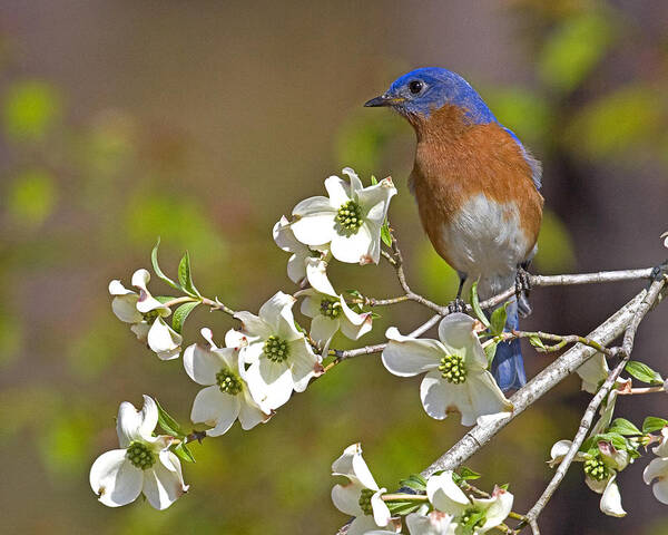  Bluebird Photographs Poster featuring the photograph Bluebird and Dogwood by Jim E Johnson