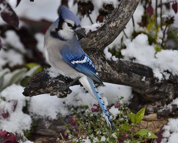 Bluejay-in Snow-posed Beautifully-still Bright Pink Flowers-gray Log- Best Selling Image- Blue Jay- Hot Pink Flowers- Skullcap Pink Flowers In Snow- With Blue Feathered Bird- Bluejay In White And Hot Pink - Hot Item(art-photography Images By Rae Ann M. Garrett- Raeann Garrett) Poster featuring the photograph Bluejay Snow  P10 by Rae Ann M Garrett