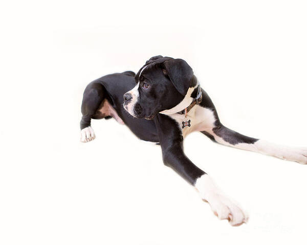 Boxer Poster featuring the photograph Boxer Boy 1 by Rebecca Cozart