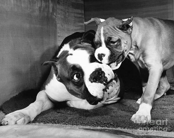 Animal Poster featuring the photograph Boxer Playing with Puppy by ME Browning