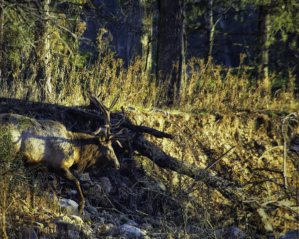 Elk Poster featuring the photograph Bull Elk Crossing a Dry Creek by Michael Dougherty