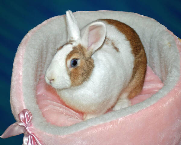Animals Poster featuring the photograph Bunny In Pink Bed by Diane Bell