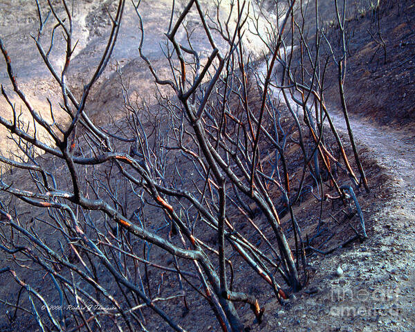 Hiking Poster featuring the photograph Burned Hiking Trail by Richard J Thompson 