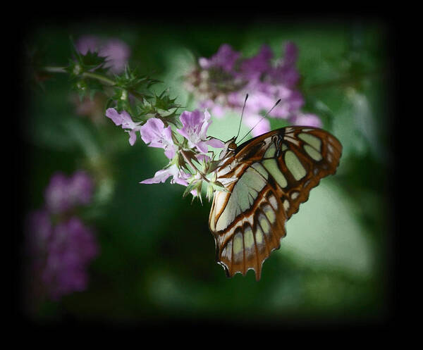 Butterfly Poster featuring the photograph Butterfly 7 by Leticia Latocki