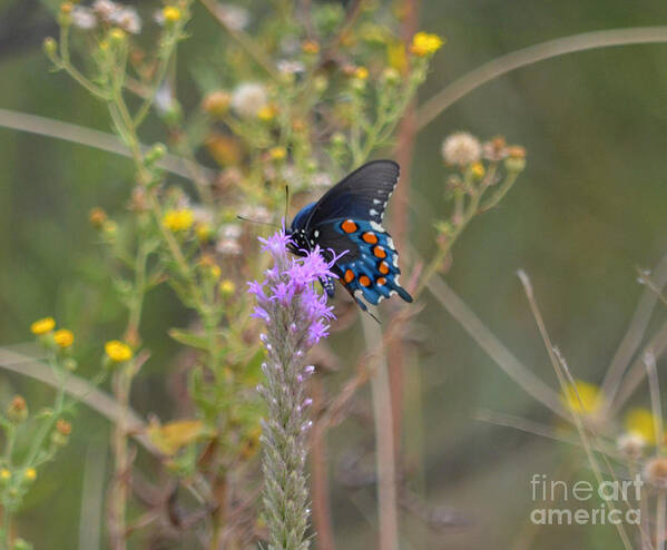 Butterfly Poster featuring the photograph Butterfly Affect by Hilton Barlow