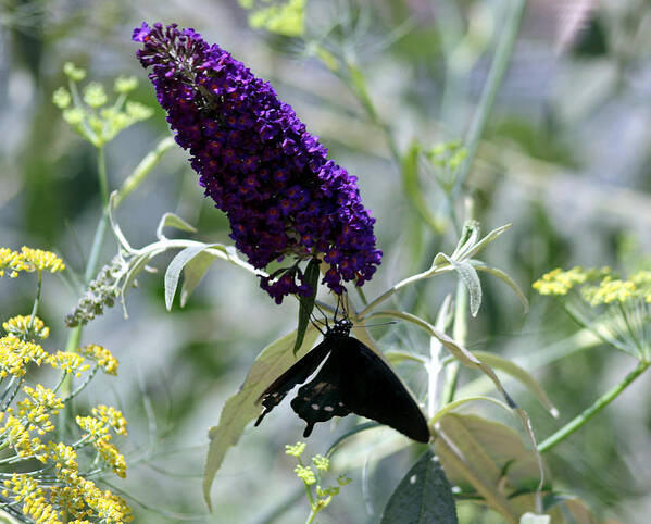 Butterfly Poster featuring the photograph Butterfly by Jim McCullaugh